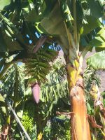 Bananenpflanze/Valle Gran Rey/La Gomera/Kanaren