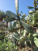 Feigenkakteen/Cochinilleschildlaus/La Gomera/Kanaren