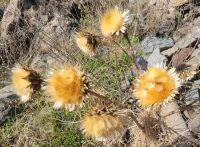 wilde Artischocke/Imada/La Gomera/Kanaren