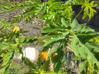 Barranco de Guarimiar/La Gomera/Kanaren