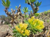 blühendes Wolfsmilchgewächs/La Gomera/Kanaren
