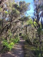 El Cedro/Garajonay-Nationalpark/La Gomera/Kanaren