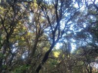 El Cedro/Garajonay-Nationalpark/La Gomera/Kanaren