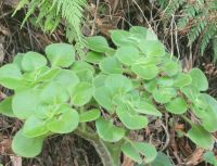 Mäuseöhrchen/El Cedro/Garajonay-Nationalpark/La Gomera/Kanaren