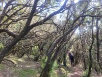 El Cedro/Garajonay-Nationalpark/La Gomera/Kanaren