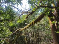 El Cedro/Garajonay-Nationalpark/La Gomera/Kanaren