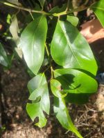 Lorbeer/El Cedro/Garajonay-Nationalpark/La Gomera/Kanaren