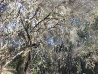 Baumflechten/El Cedro/Garajonay-Nationalpark/La Gomera/Kanaren