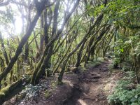 El Cedro/Garajonay-Nationalpark/La Gomera/Kanaren