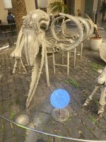 Naturkundemuseum Santa Cruz