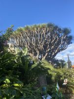 Orchideengarten Puerto de la Cruz