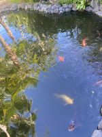 Orchideengarten Puerto de la Cruz