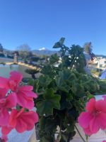 La Orotava Teideblick