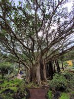 0302 Botanischer Garten &ndash; &copy; Jörg Nesse (Eberhardt TRAVEL)