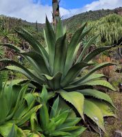 0303 Botanischer Garten &ndash; &copy; Jörg Nesse (Eberhardt TRAVEL)