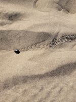 0703 Dünen von Maspalomas &ndash; &copy; Jörg Nesse (Eberhardt TRAVEL)