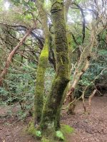 Mercedeswald/Teneriffa/Kanaren &ndash; &copy; Susanne Hofen (Eberhardt TRAVEL)