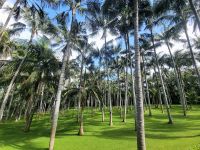 Palmenhain/Loro Park/Puerto de la Cruz/Teneriffa/Kanaren &ndash; &copy; Susanne Hofen (Eberhardt TRAVEL)
