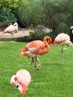 Flamingos/Loro Park/Puerto de la Cruz/Teneriffa/Kanaren &ndash; &copy; Susanne Hofen (Eberhardt TRAVEL)