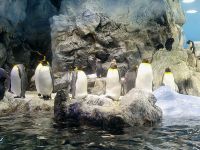 Pinguine/Loro Park/Puerto de la Cruz/Teneriffa/Kanaren &ndash; &copy; Susanne Hofen (Eberhardt TRAVEL)