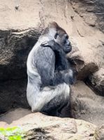 Gorilla/Loro Park/Puerto de la Cruz/Teneriffa/Kanaren &ndash; &copy; Susanne Hofen (Eberhardt TRAVEL)