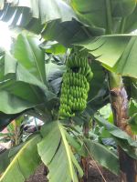 Casa del Plátano/Icod de los Vinos/Teneriffa/Kanaren &ndash; &copy; Susanne Hofen (Eberhardt TRAVEL)