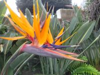 Strelitzien/Teneriffa/Kanaren &ndash; &copy; Susanne Hofen (Eberhardt TRAVEL)