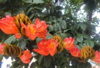 Los Realejos/Teneriffa/Kanaren &ndash; &copy; Susanne Hofen (Eberhardt TRAVEL)