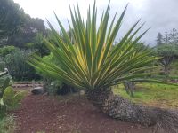 Teneriffa/Kanaren &ndash; &copy; Susanne Hofen (Eberhardt TRAVEL)