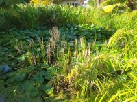 Orchideengarten/Puerto de la Cruz/Teneriffa/Kanaren &ndash; &copy; Susanne Hofen (Eberhardt TRAVEL)