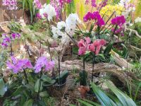 Orchideengarten/Puerto de la Cruz/Teneriffa/Kanaren &ndash; &copy; Susanne Hofen (Eberhardt TRAVEL)