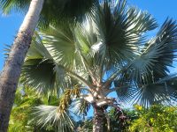 Orchideengarten/Puerto de la Cruz/Teneriffa/Kanaren &ndash; &copy; Susanne Hofen (Eberhardt TRAVEL)