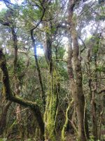 Mercedeswald/Teneriffa/Kanaren &ndash; &copy; Susanne Hofen (Eberhardt TRAVEL)