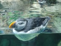 Loro Park/Puerto de la Cruz/Teneriffa/Kanaren &ndash; &copy; Susanne Hofen (Eberhardt TRAVEL)