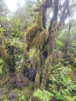 Wanderung zum Mirador del Morro de Agando/La Gomera/Kanaren &ndash; &copy; Susanne Hofen (Eberhardt TRAVEL)