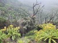 Garajonay Nationalpark/La Gomera/Kanaren &ndash; &copy; Susanne Hofen (Eberhardt TRAVEL)
