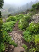 Garajonay Nationalpark/La Gomera/Kanaren &ndash; &copy; Susanne Hofen (Eberhardt TRAVEL)
