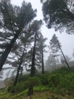 Kanarische Kiefer/Garajonay Nationalpark/La Gomera/Kanaren &ndash; &copy; Susanne Hofen (Eberhardt TRAVEL)