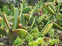 Feigenkakteen bei El Cercado/La Gomera/Kanaren &ndash; &copy; Susanne Hofen (Eberhardt TRAVEL)