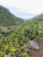 Barranco bei Las Hayas/La Gomera/Kanaren &ndash; &copy; Susanne Hofen (Eberhardt TRAVEL)
