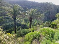 Barranco bei El Cercado/La Gomera/Kanaren &ndash; &copy; Susanne Hofen (Eberhardt TRAVEL)
