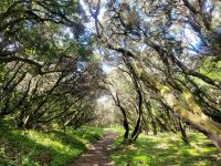 Las Creces bei Las Hayas/Garajonay Nationalpark/La Gomera/Kanaren &ndash; &copy; Susanne Hofen (Eberhardt TRAVEL)
