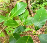 Lorbeerwald bei Las Hayas/Garajonay Nationalpark/La Gomera/Kanaren &ndash; &copy; Susanne Hofen (Eberhardt TRAVEL)