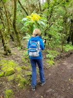 Gänsedistel/Garajonay Nationalpark/La Gomera/Kanaren &ndash; &copy; Susanne Hofen (Eberhardt TRAVEL)