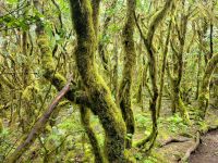 Las Creces bei Las Hayas/Garajonay Nationalpark/La Gomera/Kanaren &ndash; &copy; Susanne Hofen (Eberhardt TRAVEL)