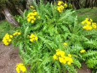 Gänsedisteln/Garajonay Nationalpark/La Gomera/Kanaren &ndash; &copy; Susanne Hofen (Eberhardt TRAVEL)