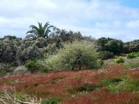 Las Hayas/Garajonay Nationalpark/La Gomera/Kanaren &ndash; &copy; Susanne Hofen (Eberhardt TRAVEL)