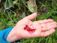 Cochinilleschildlaus/La Gomera/Kanaren &ndash; &copy; Susanne Hofen (Eberhardt TRAVEL)