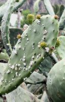 Feigenkakteen/Cochinilleschildlaus/La Gomera/Kanaren &ndash; &copy; Susanne Hofen (Eberhardt TRAVEL)