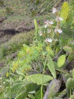 Barranco de Guarimiar/La Gomera/Kanaren &ndash; &copy; Susanne Hofen (Eberhardt TRAVEL)